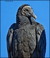 _2SB1031 black vulture portrait